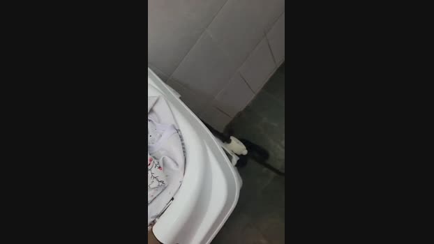 morangoxxx 27-08-2023 bigcock 