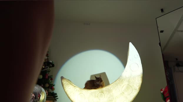 _meganmeow_ Female Chaturbate 13-12-2024