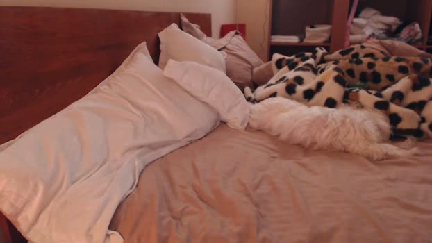 andrasweetie Couple Chaturbate 29-01-2025