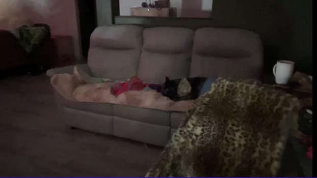 kaileeshy Female Chaturbate 31-01-2025