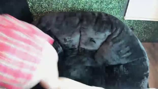 stckedbombshell Female Chaturbate 21-03-2025