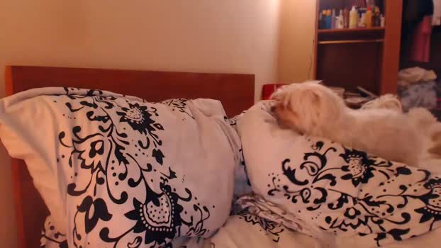 andrasweetie Couple Chaturbate 01-06-2025