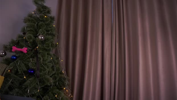 taitehambelton Female Chaturbate 27-12-2025