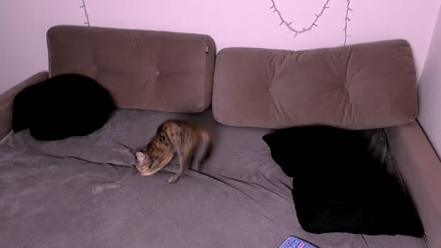 ladytrep Couple Chaturbate 09-01-2026