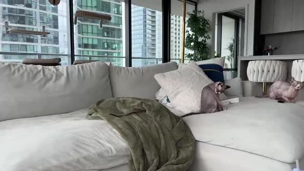 graciemae_baexx Couple Chaturbate 21-02-2026