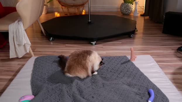 kittycaitlin Female Chaturbate 11-04-2026