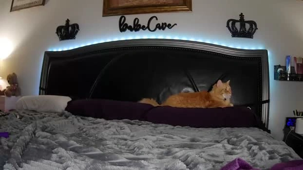 bdon1977 22-05-2026 Cam Show toy moan