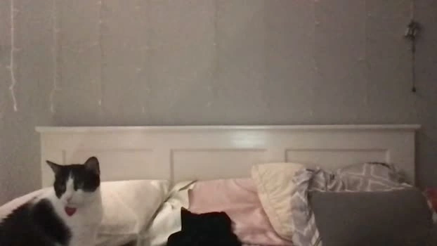 stelladams 08-06-2026 Cam Show nasty spanking