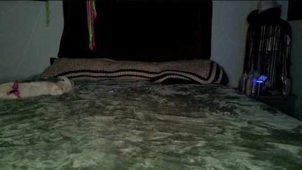 the_steele_zone 18-07-2026 Cam Show strip tits